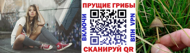 гидра ссылки  Славск  Псилоцибиновые грибы Psilocybe 